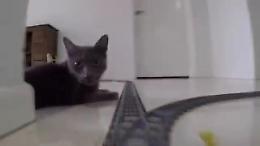 Sul treno di Lego in soggettiva: giro incredibile tra gatti e cani