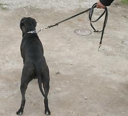 La protesta: «Quel cane è troppo pericoloso»