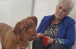 Regina a quattro zampe, Asia fa incetta di premi di bellezza