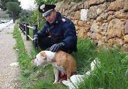 Aggredita da un pitbull, 50enne curata al pronto soccorso