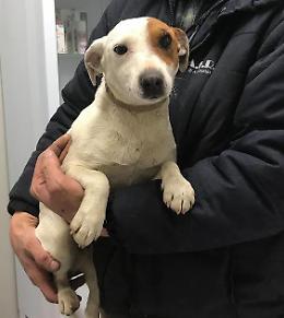 Spray urticante contro i cani del vicino: condannato