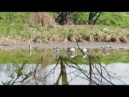 Otto ibis sacri filmati al bodrio di San Rocco
