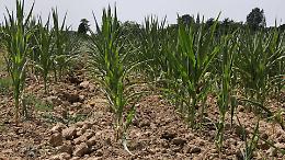 Siccit&agrave;, tra il mais basso e secco: &laquo;Ormai &egrave; tutto perduto&raquo;