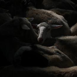 TA|DA|RÀ|NU - Mostra collettiva curata da Walter Borghisani 