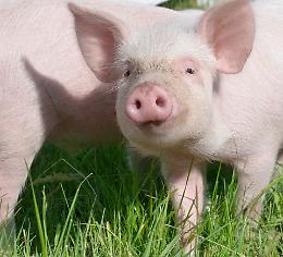 Stop restrizioni, Crotta d'Adda 'libera'