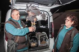 Per scacciare i piccioni tornano a volare i falchi