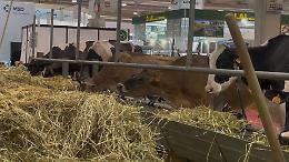 Nella stalla di CremonaFiere