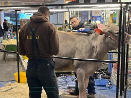 Ottantesima edizione al via: attesa per il ministro Lollobrigida alle Fiere Zootecniche