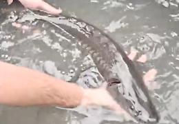 I cinquecento storioni diventano star da film