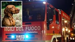 Cane intrappolato nelle acque del Serio: salvato dai vigili del fuoco