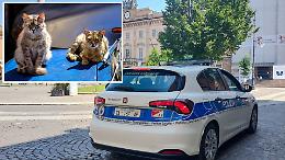 Gatti abbandonati in un appartamento, denunciata una donna