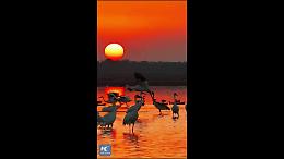 Cina, lago Poyang. Grande migrazione invernale degli uccelli