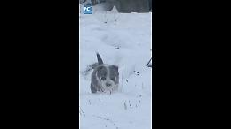 Cina, cucciolo di cane da pastore sfida la neve per radunare le pecore