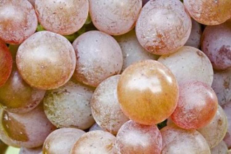 Vino critico - Vini naturali artigianali 
conviviali in Italia