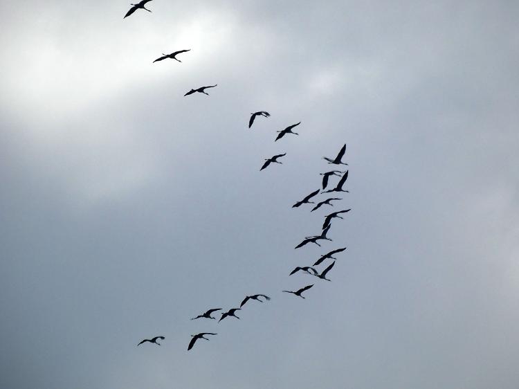 Le gru cenerine in migrazione solcano il cielo sopra il Po