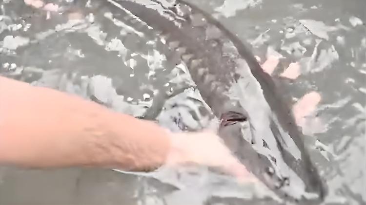 I cinquecento storioni diventano star da film