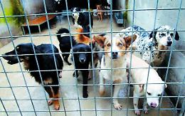 Senza microchip un cane su due
Sabato 'marchiatura' per tutti