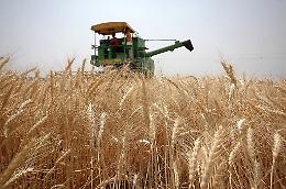 Si trancia la mano nella mietitrebbia