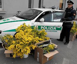 Festa della donna, 'stretta' sugli abusivi della mimosa