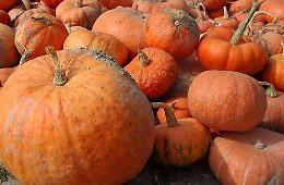 Festa della Zucca e gemellaggi