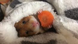 Il criceto e la carota, l'estasi sotto le coperte