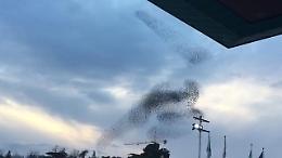 Firenze, il volo coreografico degli storni