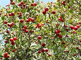 AZZERUOLO (Crataegus azarolus L.) 