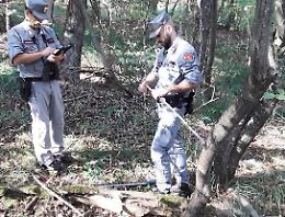 Esami di riparazione per 23 alberi bocciati