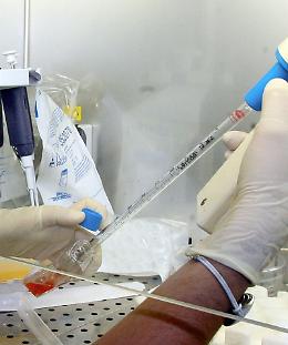 Giallo staminali, FamiCord: &laquo;Sono da noi in Polonia&raquo;
