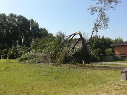 Bomba d'acqua in citt&agrave;, piante cadute e allagamenti