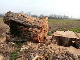 Abbattimento alberi, Canale: “ Danno irreparabile, ora nuove piante"
