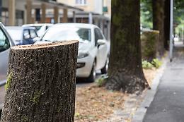 Piante tagliate nel quartiere Po e in citt&agrave;, Fratelli d'Italia all'attacco