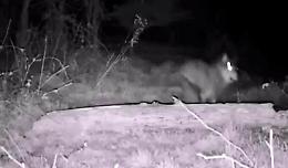 Presunto lupo immortalato da una fototrappola 