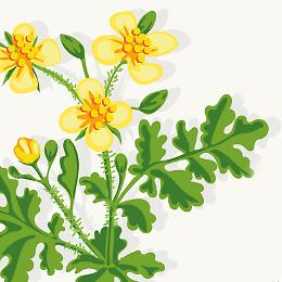 Convegno: Herba mirabilis - Conversazioni sulla flora locale