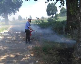 Getta un mozzicone di sigaretta e prendono fuoco i piumini dei pioppi