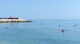Delfini tra i bagnanti nel mare di Civitanova Marche