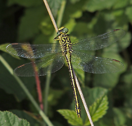 Incontro - Dragonfly watching: Libellule che passione