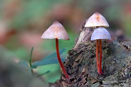Primo appuntamento con i naturalisti: "I Funghi del Territorio"