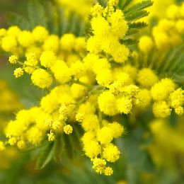 Sequestrati centinaia di bouquet abusivi di mimose a Messina