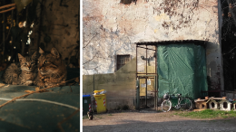 Colonia felina in via Bissolati: «I volontari Apac devono andarsene»