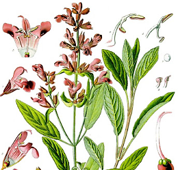 Specie Plantarum, appuntamento naturalista