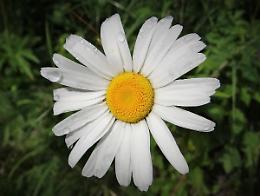 Serate dei naturalisti cremonesi con Fabrizio Bonali