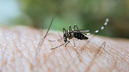 West Nile: primo contagio umano registrato in provincia