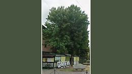 Verde malato: a rischio venti piante