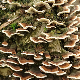 Bosco Didattico: l'ultima apertura domenicale 