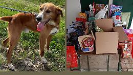 Rifugio del cane: ripartono le adozioni
