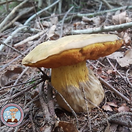 Corso base di introduzione alla micologia