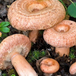 Conferenza: il genere Lactarius nelle Alpi