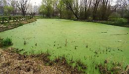 Limpiadores: &laquo;In quel laghetto le tartarughe sono a rischio&raquo;