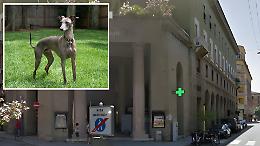 Levriero precipita da 15 metri e muore sul colpo, proprietari identificati